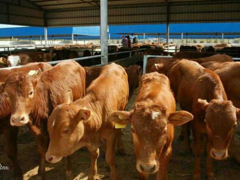 小牛犢市場價格及家畜飼養(yǎng)要點