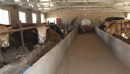 退伍士兵返鄉養牛，撐起村民致富藍天