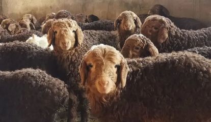 防控一線黨旗飄揚 富蘊縣全力做好牲畜轉(zhuǎn)場越冬工作 保障肉類供應(yīng)