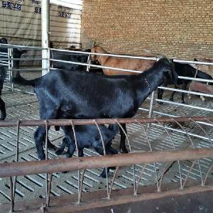 馬山黑山羊的科學(xué)飼養(yǎng)與管理
