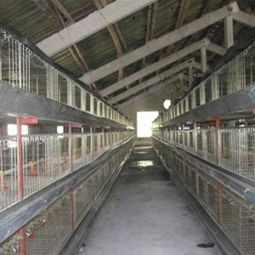 臨沂鄭旺畜牧機(jī)械廠 專業(yè)肉雞籠養(yǎng)技術(shù)要點(diǎn)與設(shè)備供應(yīng)商